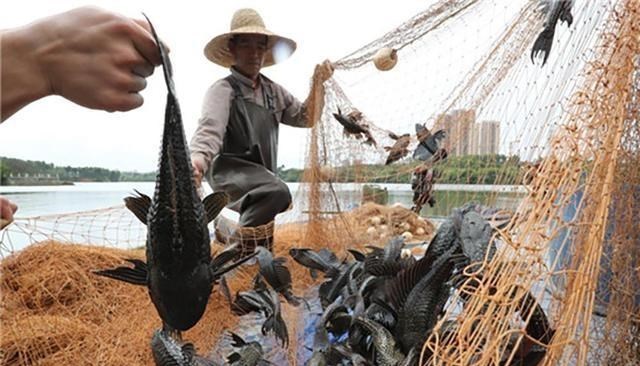 福建省|真狠！福建钓鱼人出手了，香煎油炸一起上，清道夫这次要“栽了”