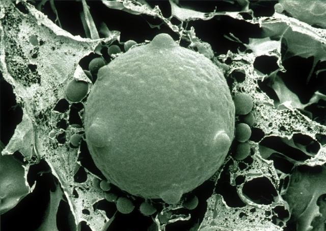 宇航员 从“餐桌美食”到入侵物种，美国牛蛙在我国究竟经历了什么？