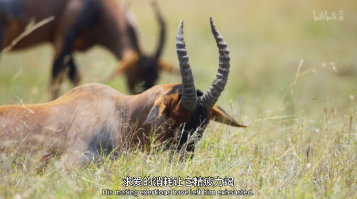豆瓣|豆瓣9.5，相亲节目已经卷成这样了