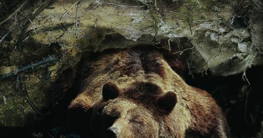 蝙蝠 为什么大自然中会有一些动物需要冬眠？