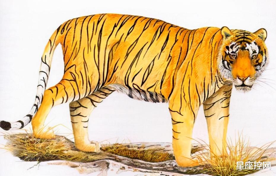 生肖|明年从头好运到尾的生肖,求职顺,生意好,四季有钱,八方享福