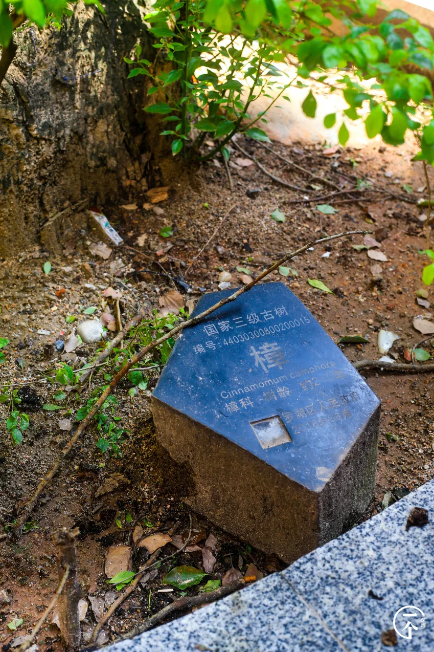 房地产市场|深圳“养生村”，租金才1200？