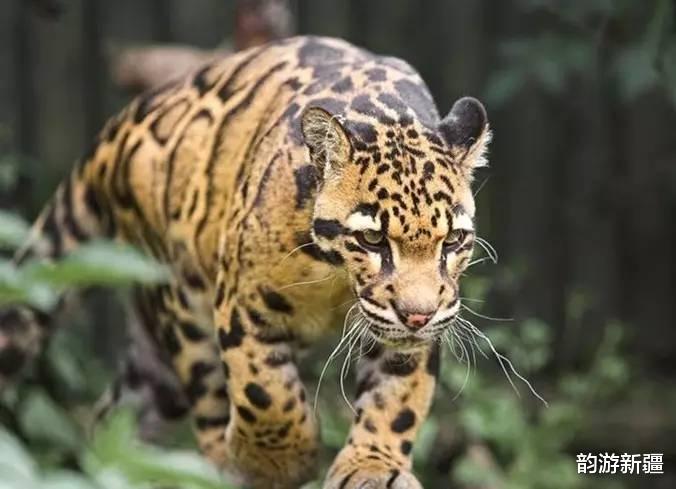 韵游新疆 湖南、新疆3种豹子，好漂亮，萌呆全世界！