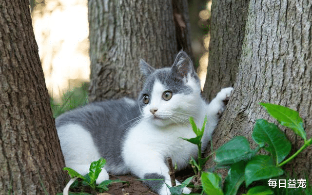 每日益宠 一只猫能有多念旧？跨越10公里，只为了找到前主人！