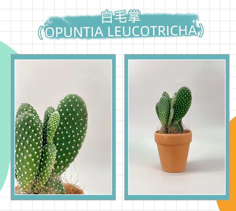 MINI迷你绿植控必备的桌面植物