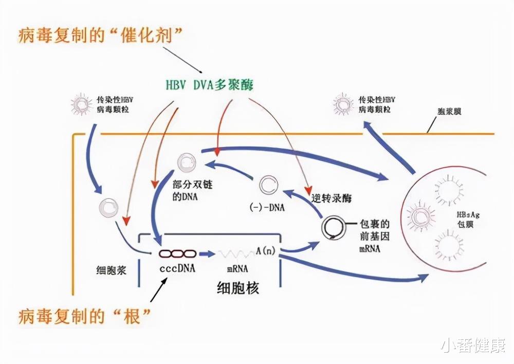 核糖核酸|乙肝药物开发规律，提出并分析问题，简介L-核苷开发及作用机理