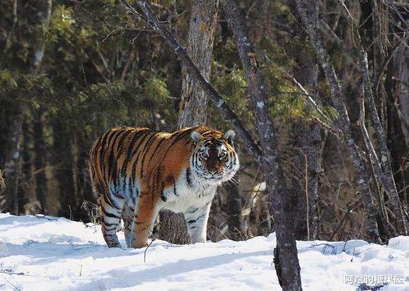 阿斌旳糖果屋 黑龙江猛虎下山,64年前湖南“百虎围村”,最后的结局怎样了?