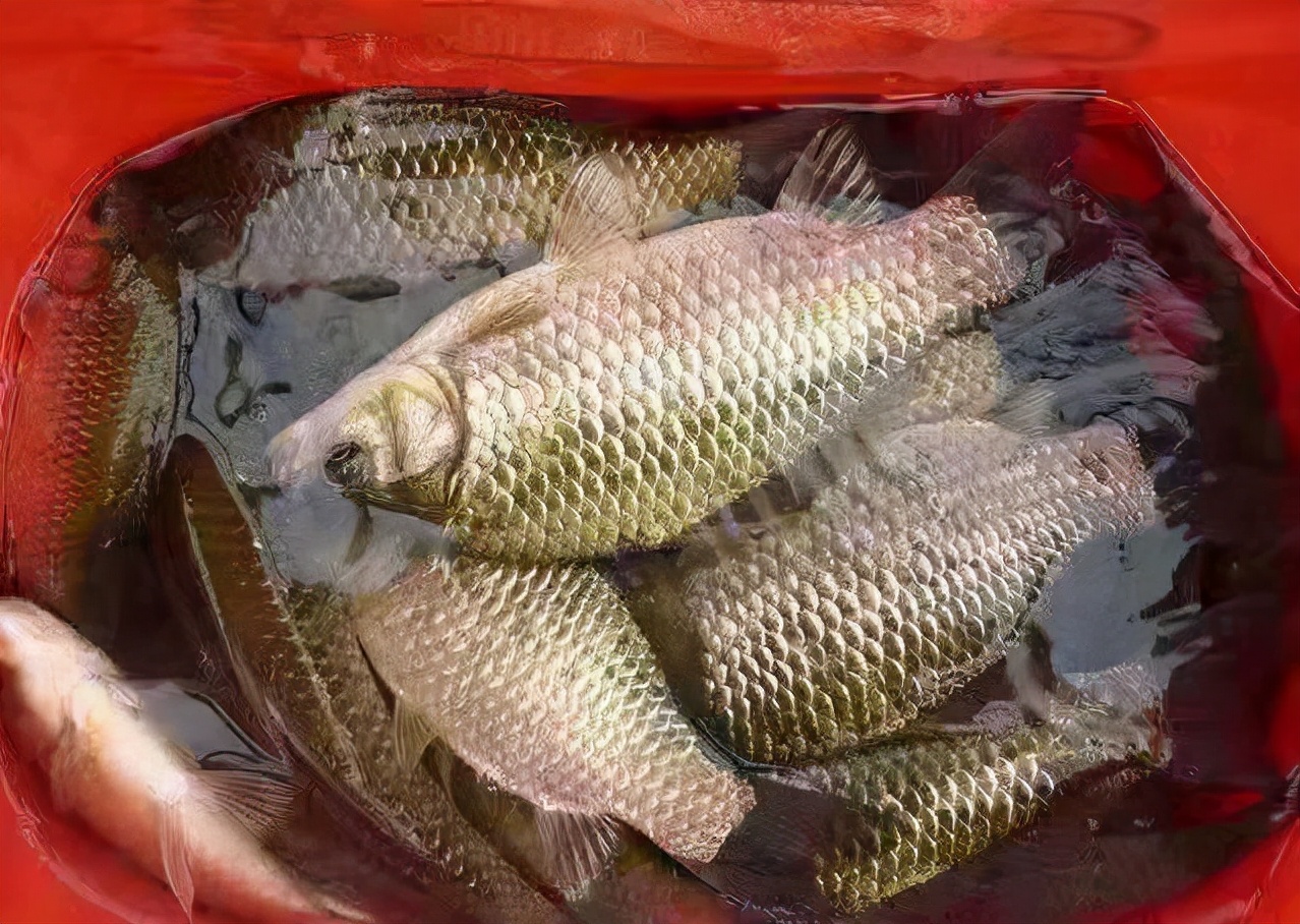 饵料|浅谈冬天钓鱼饵料，只有它表现最好，但黑坑禁止使用