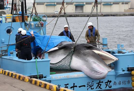 亚马逊森林中发现一只座头鲸,它是怎么来的?专家至今无法解释