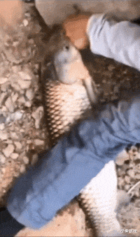 小秦星座|搞笑GIF：被我的队友坑了