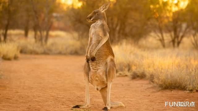 血糖 考拉傻吗？脑子小、有水、没褶皱，才不是贬低它们智商的证据