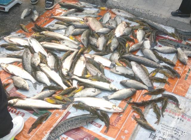 摆摊|钓到的鱼太多，男子街头摆摊卖鱼引争议，网友：丢钓鱼人的脸