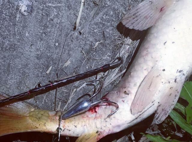 安徽|安徽一河道鱼儿大爆发,有人一天钓起数百斤,网友们见后怒了