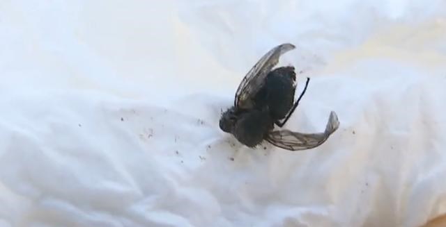 朱桀的行走记 宁波女子喝奶茶，喝到一半嘴里有异物，嚼一下吐出来，竟然是苍蝇