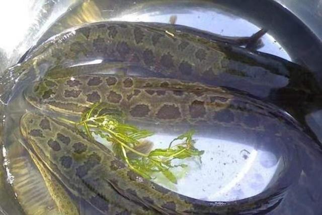 饵料|夏天一到,黑鱼更好钓,按我说的做,鱼获多到提不动