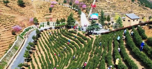 绝情的雁 抓住手边的春色，快来咱商洛人身边的茶园采茶、品茗吧！