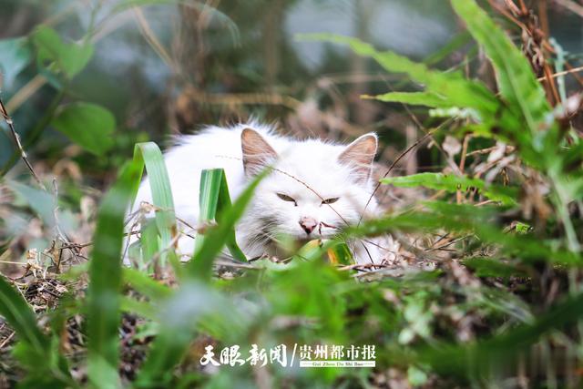 贵州都市报 贵阳市区游园赏花去哪里？这里有份指南