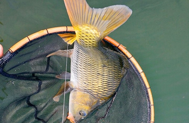 |春季夜钓，需要注意的三个事项，这样才能快速上鱼！——盛世三渔