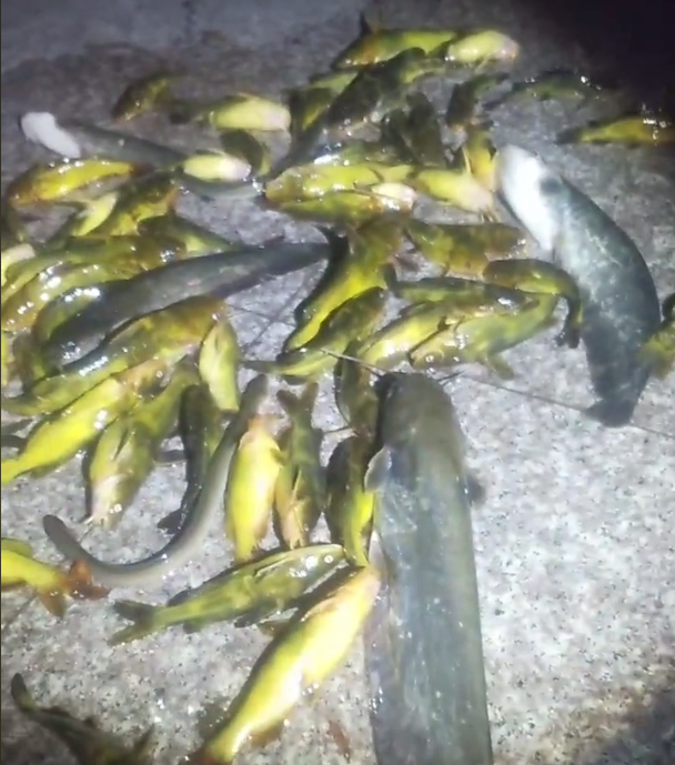 江苏省|昂公大爆发!江苏钓友3小时钓1盆,网友:我一个月都钓不了这么多