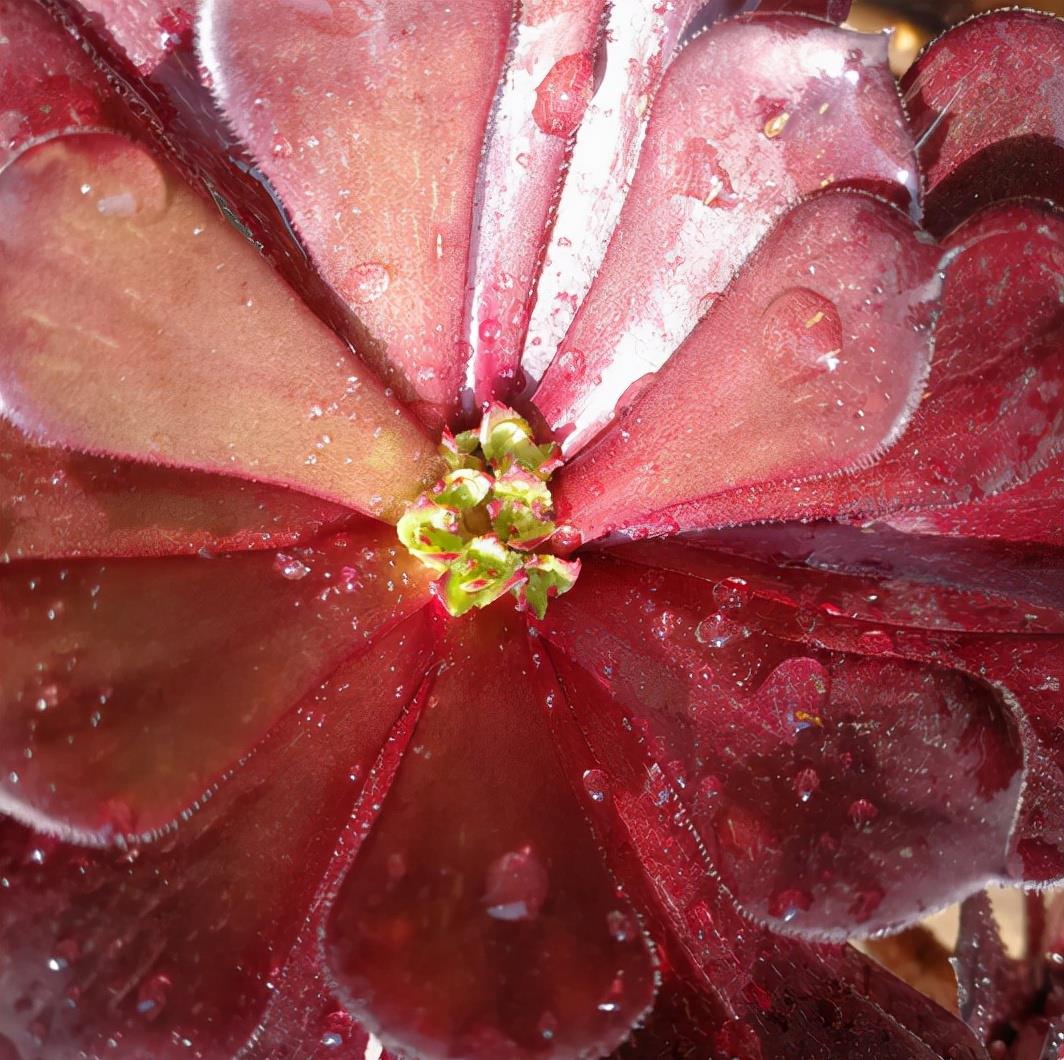 植萌|想要把法师培育成“捧花”状态，两种方式实现，但3点要点做好