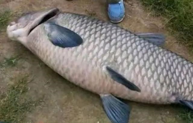 立冬|千岛湖百斤“青鱼王”频出，这些大鱼怎么生活的？活了多少年？