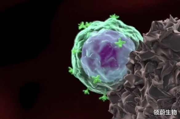 领蔚生物|CAR-T疗法为何使用自己的细胞更好？《Nature》子刊研究给出答案