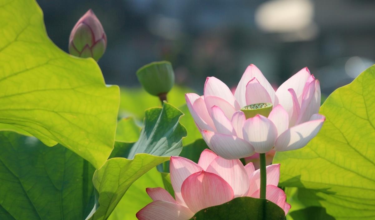假如我是狐城|荷花并没有青色的，李白为什么自称为青莲居士？