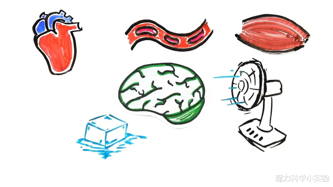 神经元 人为什么会打哈欠？打哈欠真的会传染吗？