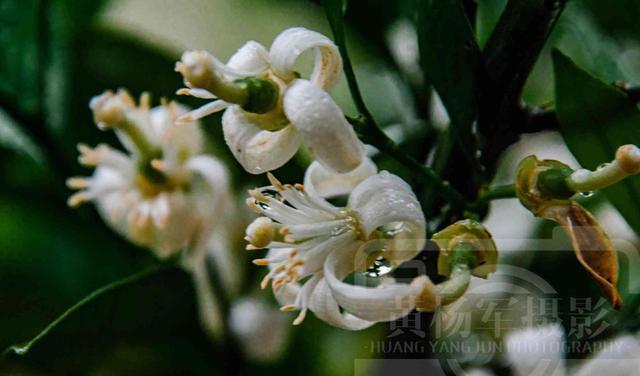 三亚 雨中娇美绽放的柚子花,烂漫清新的花朵非常漂亮,花白如雪的春色