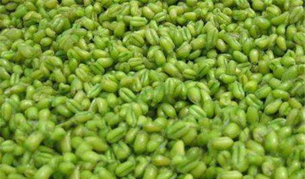 芒种|小满鱼漫塘、芒种鱼忙碌，小满到芒种，钓鱼注意换招数