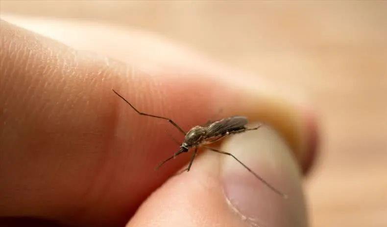 蚊子 为何地球上必须要存在蚊子?如果蚊子在地球上消失,后果会怎样?