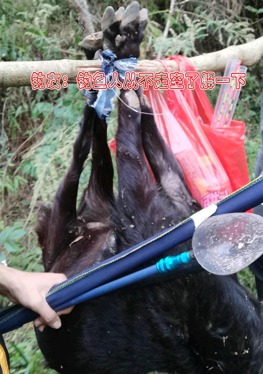 大理|山里钓鱼结果抬回来一头羊，钓友称是河里漂来的，网友：你很可疑
