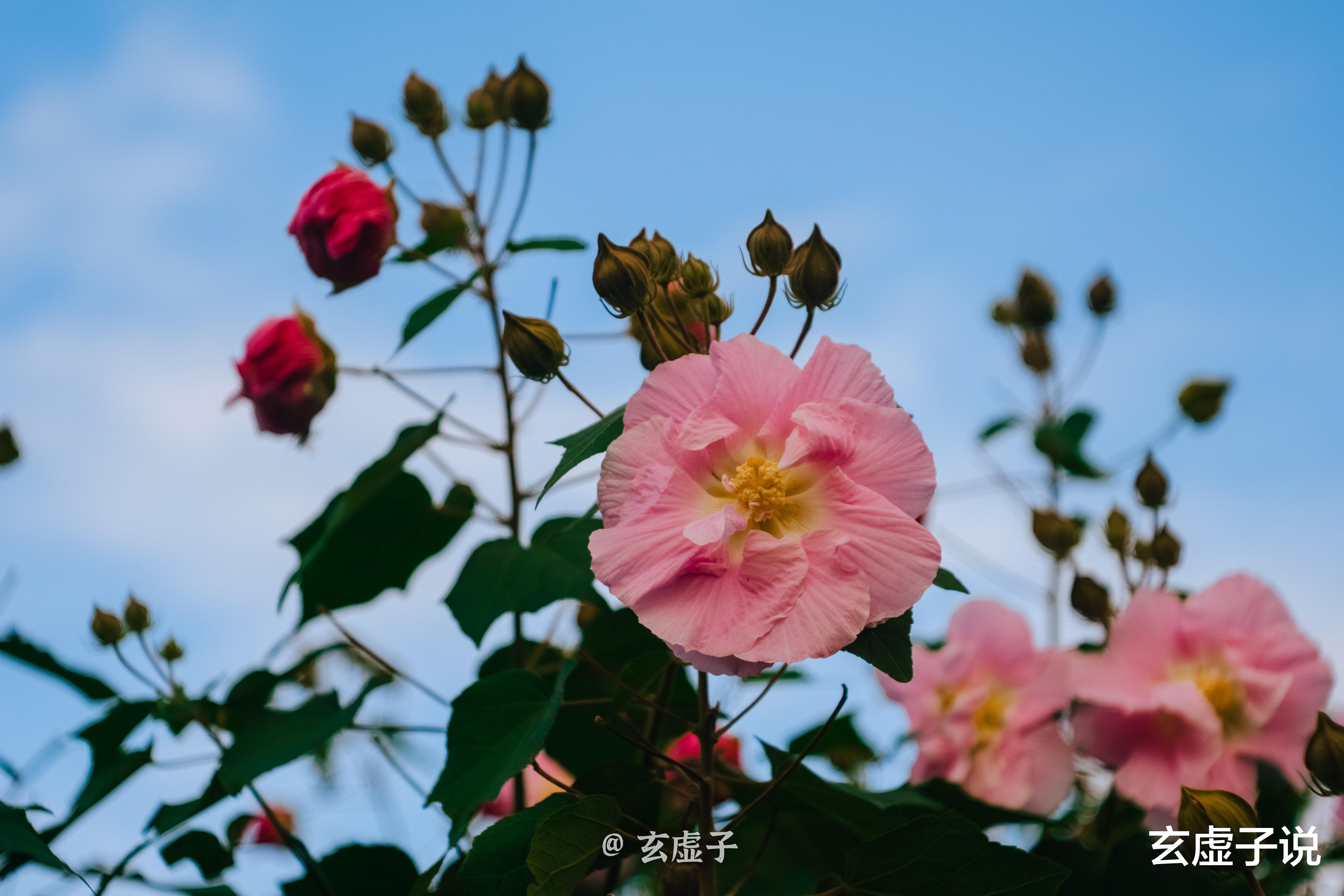 玄虚子说 玄虚子说运势：九九重阳 登高望远
