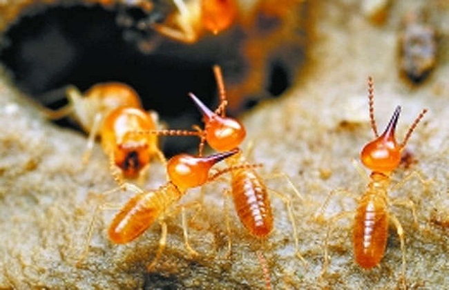 大白鲸有害生物防治 上海灭白蚁公司带你了解灭白蚁的实用方法