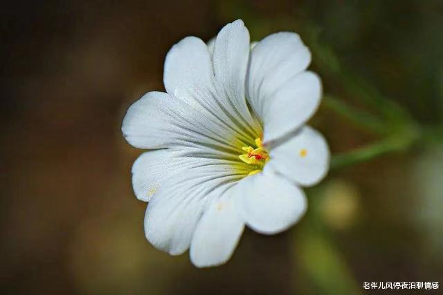 老伴儿风停夜泊聊情感|抓住男人心,谨记一个字:变
