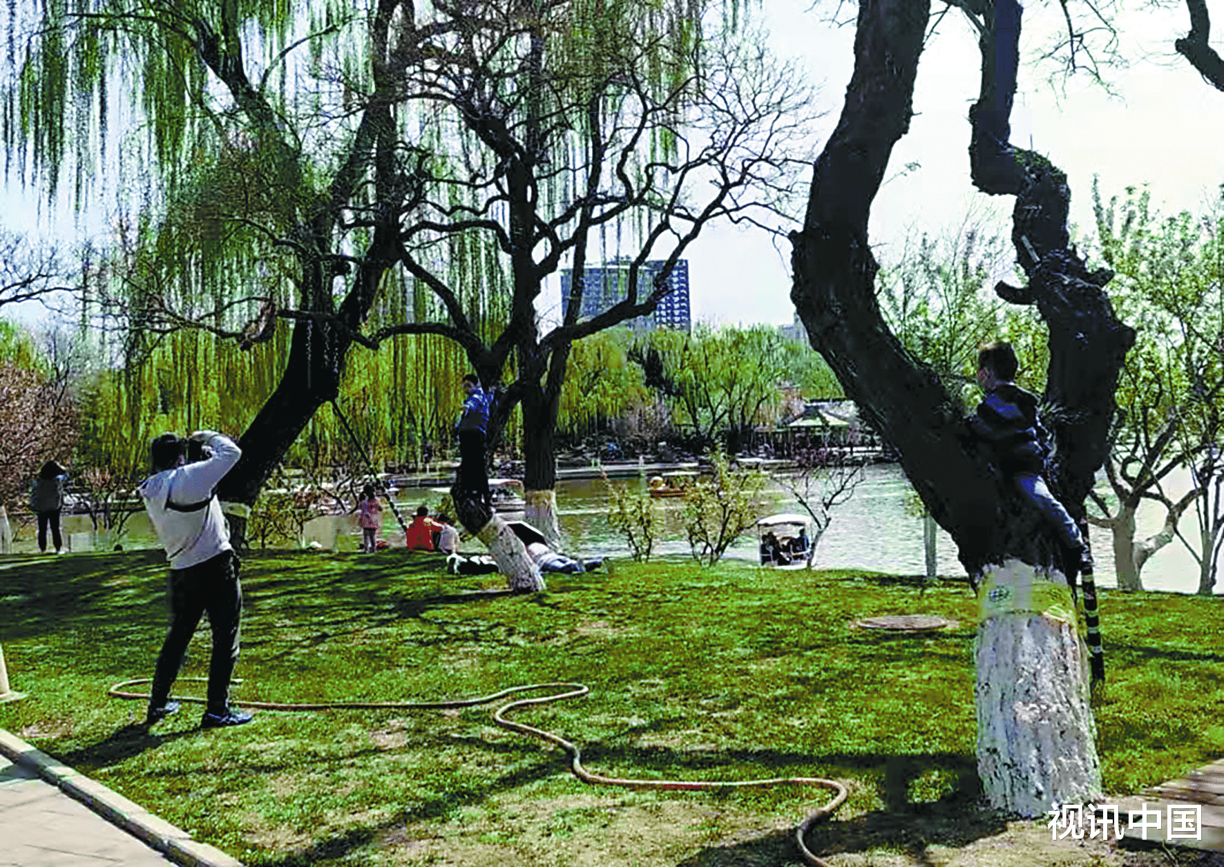 视讯中国 孩子上树摆姿势,父亲踩草坪拍照,不文明游园给美景添堵