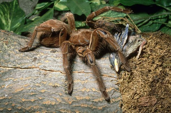 蜘蛛|世界上长相恐怖但危害不高的5种动物