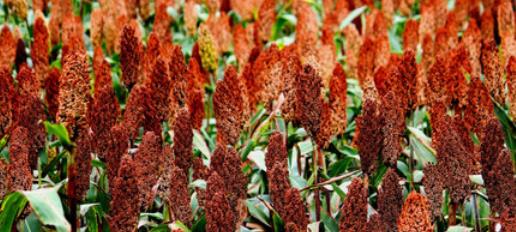 每天笑笑最开心 什么才是好酒？学会这5招，假酒无所遁形！