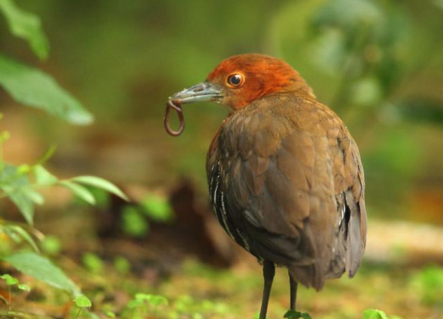  在13.6万年前已灭绝的物种，如今又出现在地球上，外形像鸟但不会飞