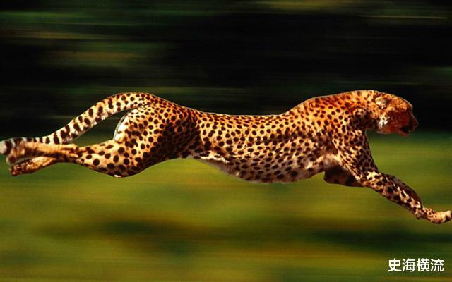 鲨鱼 活到156岁才可交配，因太懒为了吃饱饭，它们献祭了自己眼睛