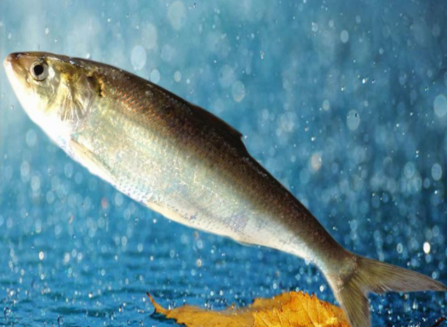 长江 “长江之痛”，鲥鱼销声匿迹30年，如今真的被判“死刑”了？