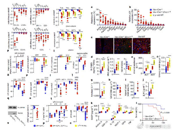 中科西部细胞研究院|中科西部干细胞研究院：免疫细胞减缓衰老，医学发展新焦点 ！