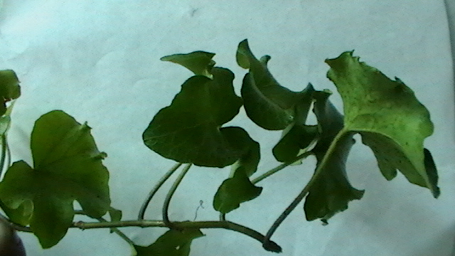 绿豆|去湿气最好的方法坚持七天湿气准没