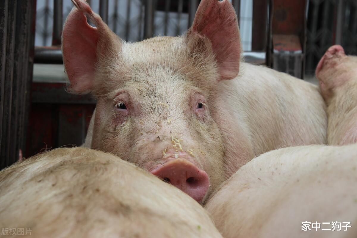 生猪价格 猪价，粮价调整信息：今天5月9日，最新调价后全国生猪，玉米价格