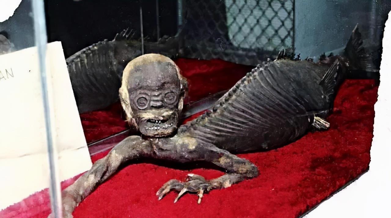 科学家 900米深海拍到美人鱼，有图有视频，美人鱼存在的证据找到了？