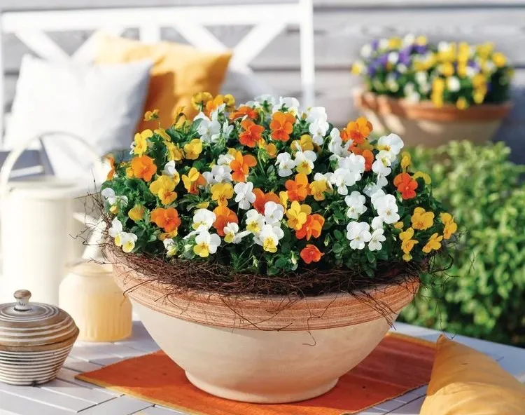 花最少的钱,打造最美的阳台小花园