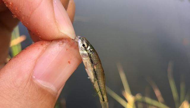 |名声最臭的鱼花落谁家？前2种是共识，后3种争议大，你那有几种？