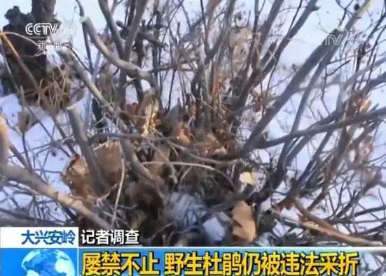 男子花100元买盆花，警察半夜找上门，结果悲剧了