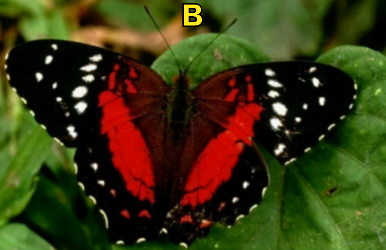 心理情感測試】哪隻蝴蝶漂亮迷人，測你在別人眼裡是什麼樣的人？-圖2