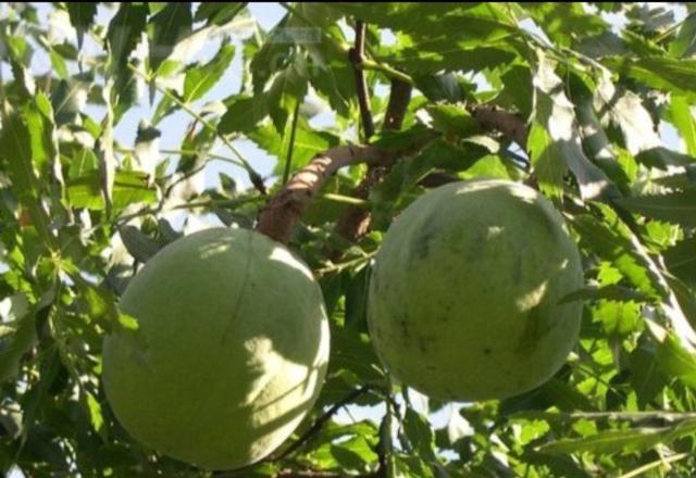 小小草莓星座|文冠树死苗是什么原因？